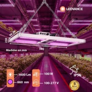 Plant Growth Spider Luz Crecimiento Plantas