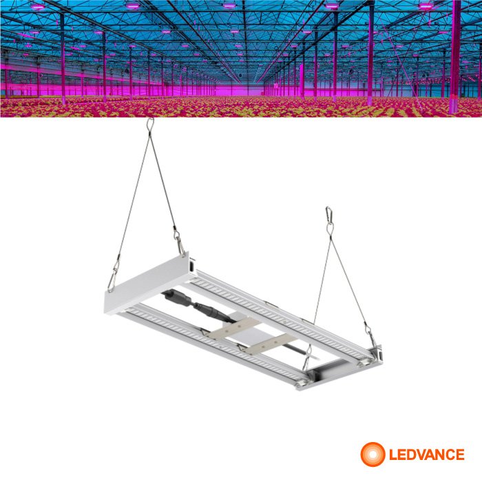 Plant Growth Spider Luz Crecimiento Plantas